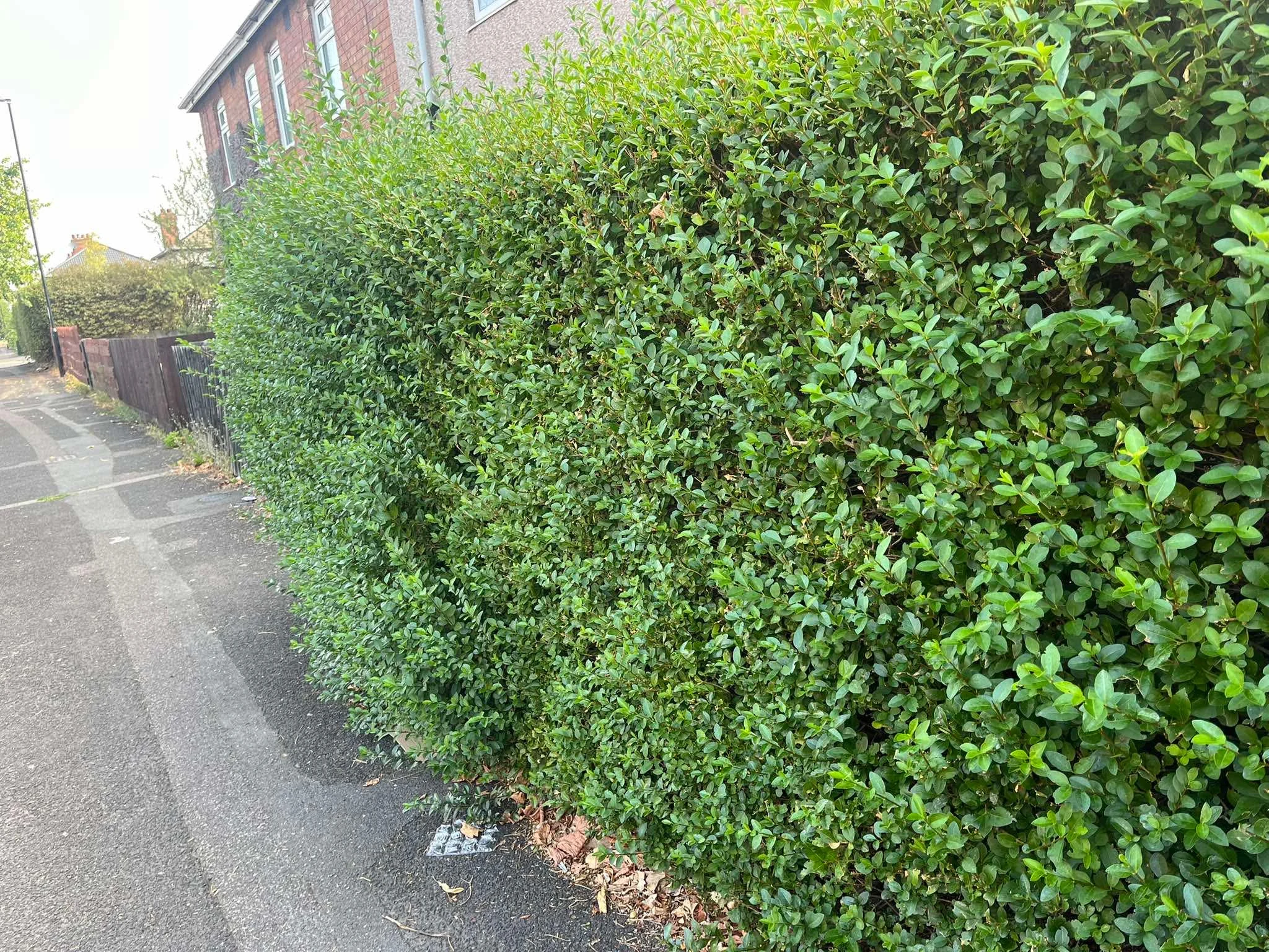 Hedge before trimming, with uneven growth